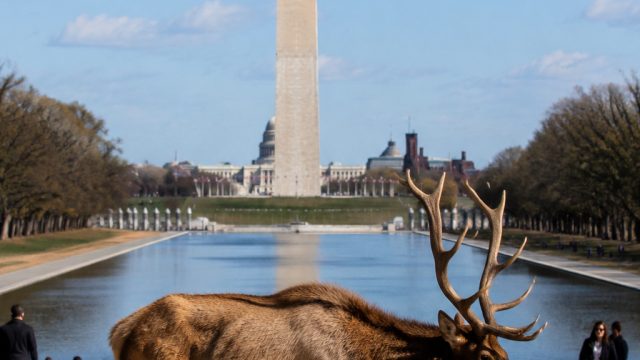 Unexpected Wildlife Incident at Iconic Memorial Raises Concerns