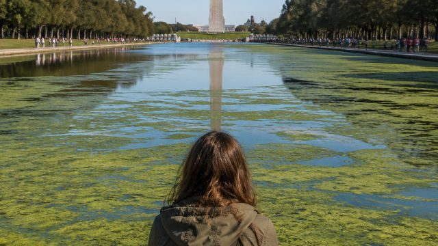 The Reflecting Pool's Green Dilemma: A National Symbol Reimagined | telegramtoto asia, totobed singa