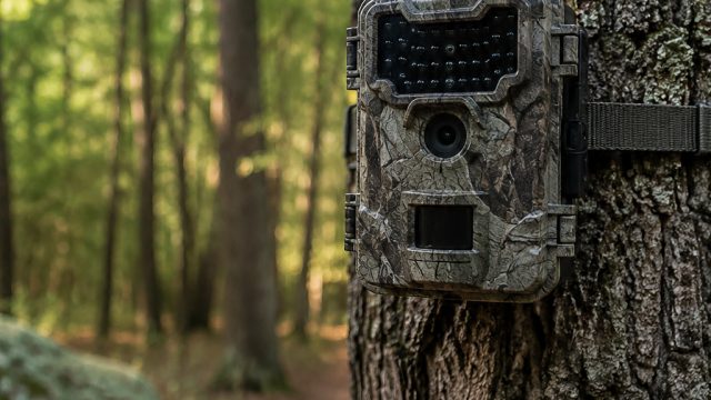Affordable Cellular Trail Cameras: Unbeatable Deals Under $50