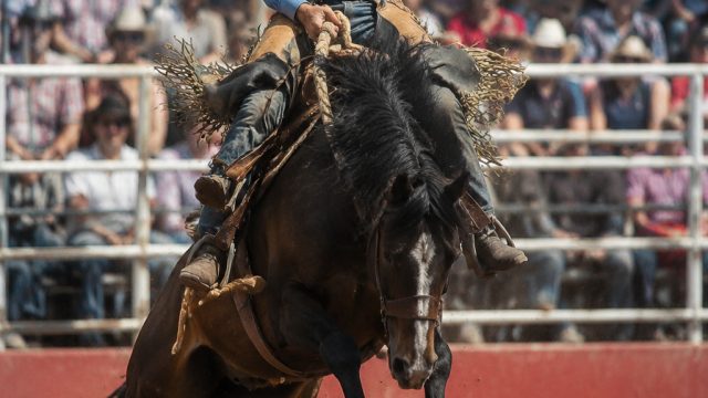 Experience the Thrill of Rodeo in Northeast Ohio This Summer | back lay betting sites, liga inggris 