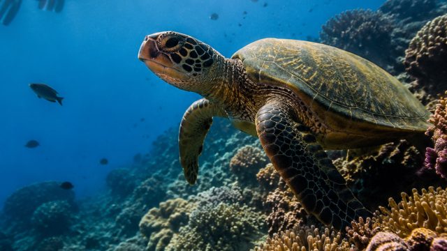 Explore the Fascinating World of Ocean Life: New Insights into Marine Biology | rumus togel jitu, h2