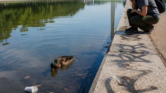 Concerns Rise Over Reflecting Pool's Welfare Amid Vandalism and Wildlife Issues