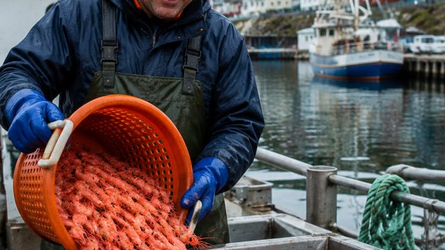 Revival of Northern Shrimp Fishery: A Boon for Newfoundland's Economy | vietnam slot, bidadari 29 sl
