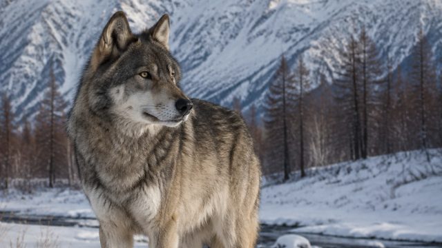 Exploring the Legacy of the Hokkaido Wolf: A Timeless Icon