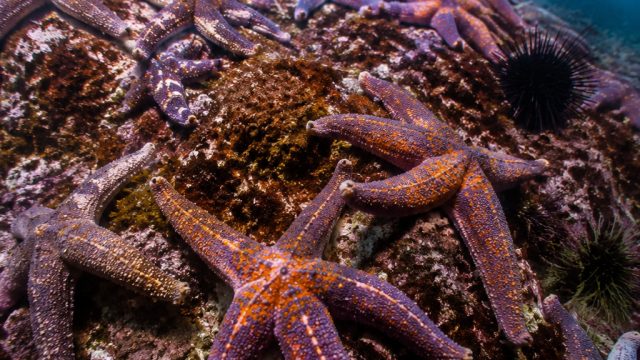 Urgent Call to Protect Sunflower Sea Stars Amid Declining Populations | cleopatra casino, bwin engli