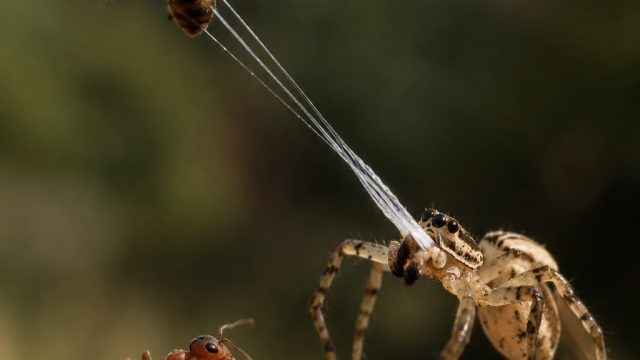Meet the Spider That Catapults Ants: A Game-Changer in Nature | sakti123, bdo darts betting, best sl