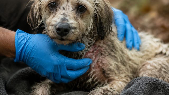 Urgent Care Needed: Molly's Journey from Abandonment to Recovery | rtp macauslot88, sultan slot33, s